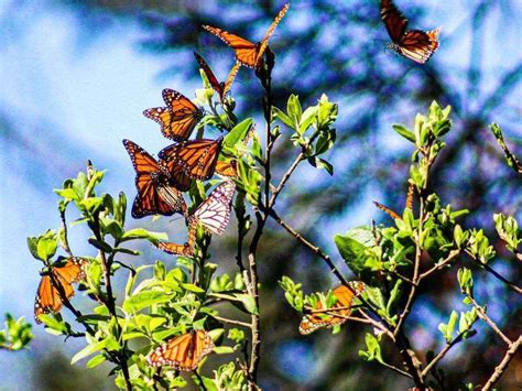  El Parque de las Mariposas: Un Santuario Encantador en la Ciudad de Xiamen